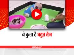 Watch: इस कुत्ते का दिमाग है सबसे तेज, हर बार देता है सही जवाब, आप भी देखिए