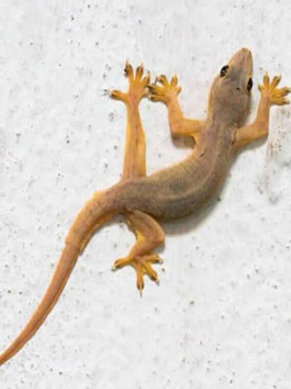 స్త్రీలకు బల్లి ఈ ప్రదేశంలో పడితే ఆభరణ ప్రాప్తి