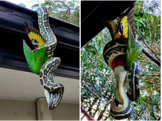 Viral Photo: Python snake made the parrot prey by hanging upside down in the air Viral Photo: ਹਵਾ 'ਚ ਉਲਟਾ ਲਟਕ ਕੇ ਅਜਗਰ ਨੇ ਤੋਤੇ ਨੂੰ ਬਣਾਇਆ ਸ਼ਿਕਾਰ 