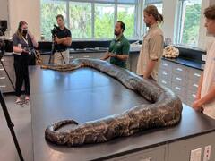 Python : 18 அடி நீளம்.. 198 கிலோ எடை.. மிகப்பெரிய மலைபாம்பு.. இணையம் பேசும் வைரல் விஷயம்..