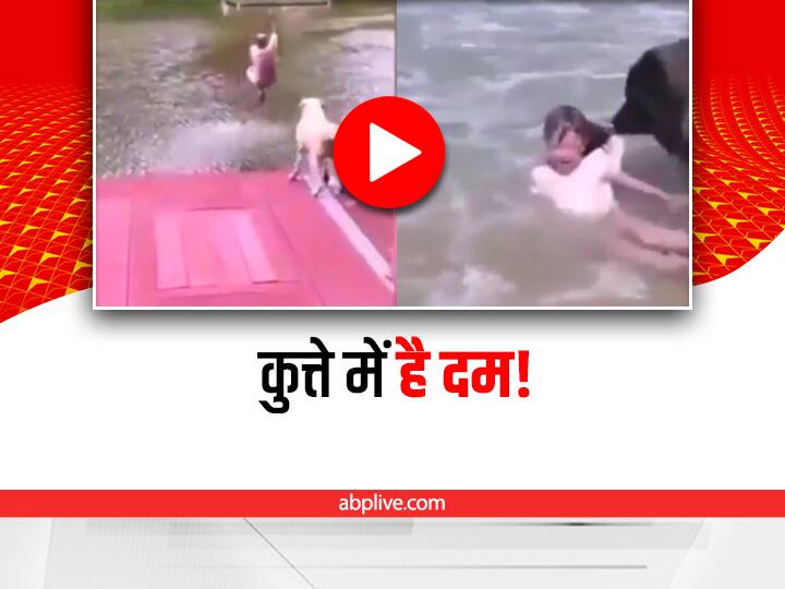 trending video showing dogs rescuing their masters lives from drowning goes viral on social media Watch: कुत्तों ने बचाई अपने मालिक की जान, हैरान कर देगा इनका कारनामा