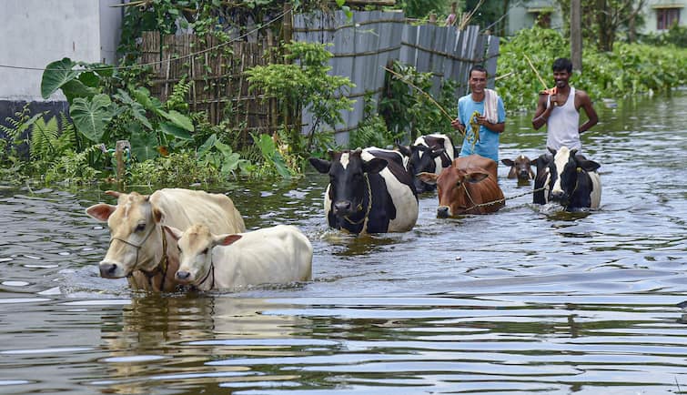Assam floods: Toll rises to 108, situation remains critical in Silchar town, know details Assam Flood: বাড়ছে মৃত্যুর সংখ্যা, ক্রমশ ঘোরালো অসম-পরিস্থিতি