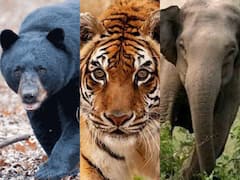 AP News : జనావాసాల్లోకి వన్యమృగాలు, హడలెత్తిపోతున్న ప్రజలు