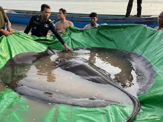 World Record: ஹைய்யோ...எவ்வளவு பெரிய மீனு..உலகத்தின் பெரிய நன்னீர் மீனைப் பத்தி தெரியணுமா? வைரல் ஃபோட்டோஸ் இதோ