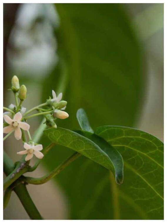 गुड़मार के फायदे