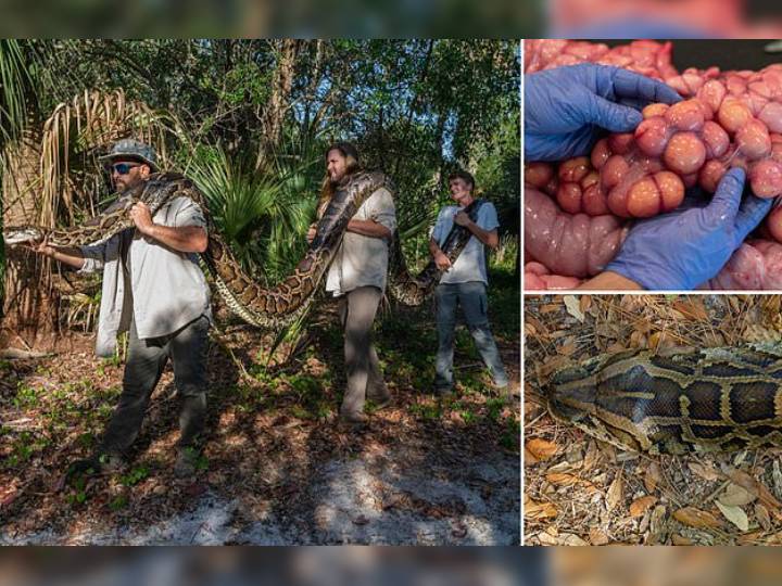 Python : 18 அடி நீளம்.. 198 கிலோ எடை.. மிகப்பெரிய மலைபாம்பு.. இணையம் பேசும் வைரல் விஷயம்..