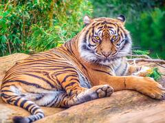 Kakinada Tiger : అదిగో పులి ఊబిలో చిక్కుకుపోయింది, కాకినాడ జిల్లాలో పుకార్లు షికారు