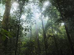 Chhattisgarh News: छत्तीसगढ़ में तीन साल में रोपे गए 83 लाख से ज्यादा पौधे, वन मंत्री ने बताये हरियाली प्रसार योजना के फायदे