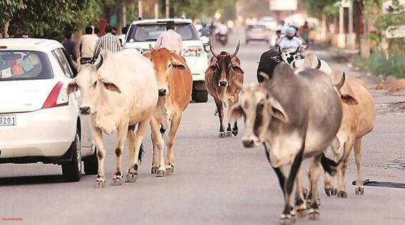 વડોદરાઃ રખડતા ઢોરે વધુ એક મહિલાને ફંગોળી, માથાના ભાગે આવ્યા 9 ટાંકા; જુઓ વીડિયો