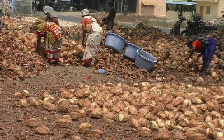 Dharmapuri: Coconut prices dip supply increase in Dharmapuri Farmers Merchants suffers Coconut Price: தேங்காய் விலை ஏறினால் மட்டுமே கூலி உயரும்....தமிழக அரசுக்கு தொழிலாளர்கள் வைத்த கோரிக்கை..!