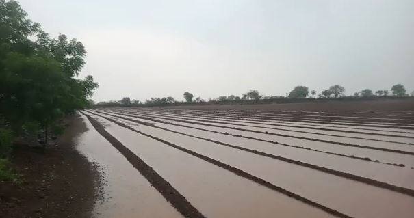 Heavy Rainfall in Amreli District અમરેલી જિલ્લાના અનેક વિસ્તારોમાં વરસાદ, ઘરતી પુત્રોમા ખુશીનો માહોલ
