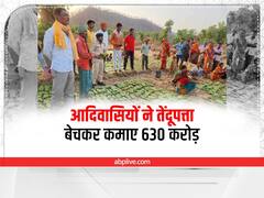 Chhattisgarh News: छत्तीसगढ़ में इस साल तेंदूपत्ते का बंपर कलेक्शन, आदिवासियों ने कमाए 630 करोड़