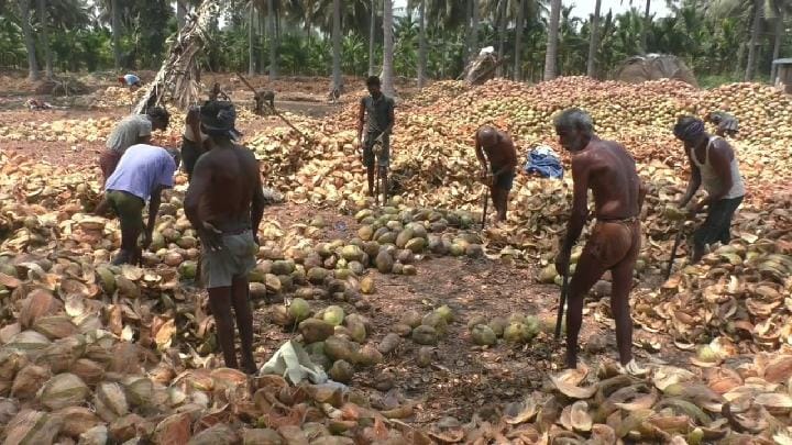 Coconut Price: தேங்காய் விலை ஏறினால் மட்டுமே கூலி உயரும்....தமிழக அரசுக்கு தொழிலாளர்கள் வைத்த கோரிக்கை..!