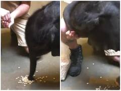 Watch: हाथी के बच्चे को पहली बार चेरी चखने के लिए करनी पड़ी मशक्कत, वीडियो वायरल