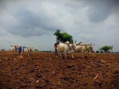 Maharashtra News: बारिश में भारी कमी से महाराष्ट्र के किसानों पर पड़ी मार, बुआई पर पड़ा बुरा असर