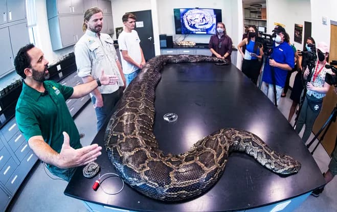 Largest Burmese Python Caught in Florida is 18 Feet Long, Weighs a ...