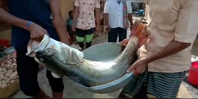 North 24 Pargana, 25 kg bhetki is captured at hingalgunj North 24 Pargana: ২৫ কেজির ভেটকি, ২৬ হাজারে বিক্রি