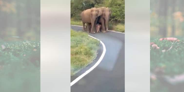 Video goes viral of baby elephant being escorted in Z plus security by own tribe Viral Video: জেড প্লাস সিকিওরিটির দুর্ভেদ্য বলয়, সড়ক দর্শন সেরে জঙ্গল ফিরল হস্তিশাবক