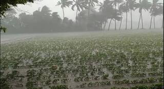 Gujarat Rain:રાજ્યના અનેક વિસ્તારમાં વરસાદ શરૂ,માળીયા હાટીનામાં મેઘાની તોફાની બેટિંગ
