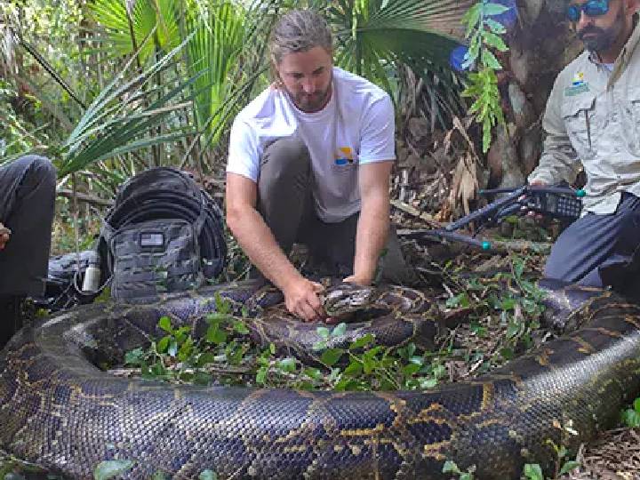 Python : 18 அடி நீளம்.. 198 கிலோ எடை.. மிகப்பெரிய மலைபாம்பு.. இணையம் பேசும் வைரல் விஷயம்..