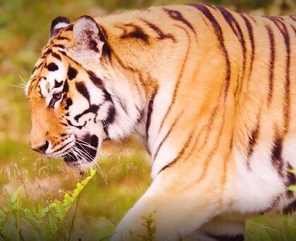 Tiger Fear in Kakinada District : మేతకు తీసుకెళ్లాలంటే ముచ్చెమటలు పడుతున్నాయ్ | ABP Desam