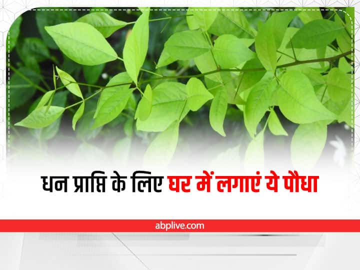 BelPatra Tree Benefit: घर में बेलपत्र लगाने के 5 फायदे, लेकिन इस दिशा में लगाने से मिलेगा लाभ BelPatra Tree Benefit and direction of planting bilvapatra at home BelPatra Tree Benefit: घर में बेलपत्र लगाने के 5 फायदे, लेकिन इस दिशा में लगाने से मिलेगा लाभ