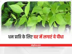 BelPatra Tree Benefit: घर में बेलपत्र लगाने के 5 फायदे, लेकिन इस दिशा में लगाने से मिलेगा लाभ