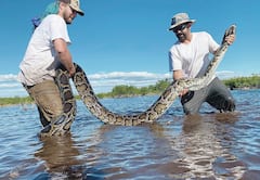 `18 அடி நீளம்.. 97 கிலோ எடை.. அமெரிக்காவில் பிடிபட்ட உலகின் மிகப்பெரிய மலைப்பாம்பு!