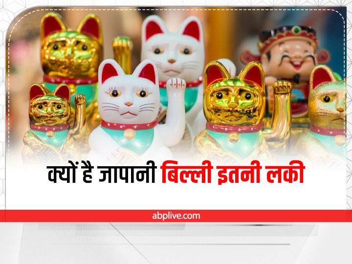 Feng Shui Japanese Lucky Cat Bnefits of different color Cat Direction to keep at home office Feng Shui Lucky Cat: घर-ऑफिस में तरक्की लाती है जापानी बिल्ली, 4 रंग की बिल्ली के हैं अलग-अलग फायदे