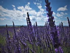 Purple Revolution: लैवेंडर की खेती से बदली कश्मीर के किसानों की किस्मत, ट्रेनिंग और सब्सिडी के बाद हो रही है बंपर कमाई