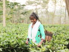 Jashpur News: जशपुर की नई पहचान बने चाय बागान, टी टूरिज्म को मिल रहा बढ़ावा