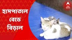 Barrackpore: হাসপাতালের বিছানায় বিড়াল! আতঙ্কে রোগীরা | Bangla News