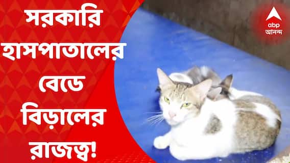 Hospital Problem : সরকারি হাসপাতালের বেডে বিড়ালের রাজত্ব!
