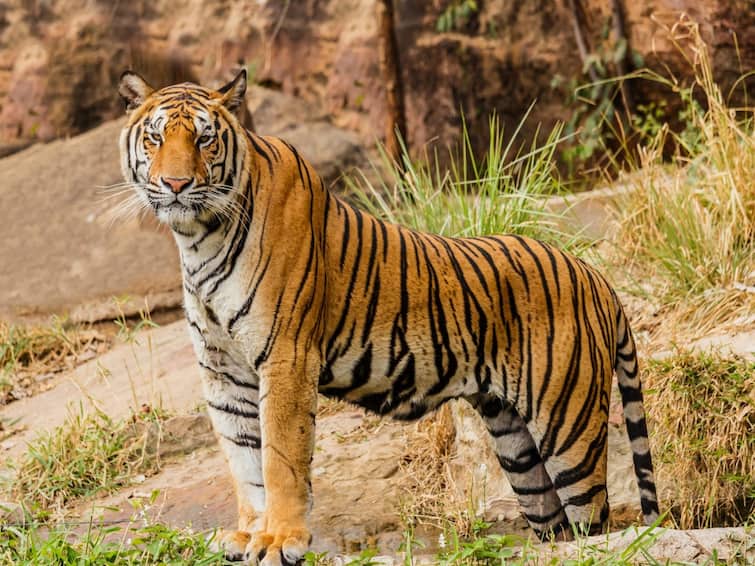 Rajasthan News children will get a chance to know about forest and animals will visit the Tiger Reserve in Bundi ann Bundi News: बच्चों को मिलेगा जीव, जंगल और वनस्पति को जानने का मौका, प्रदेश के टाइगर रिजर्व का करेंगे भ्रमण