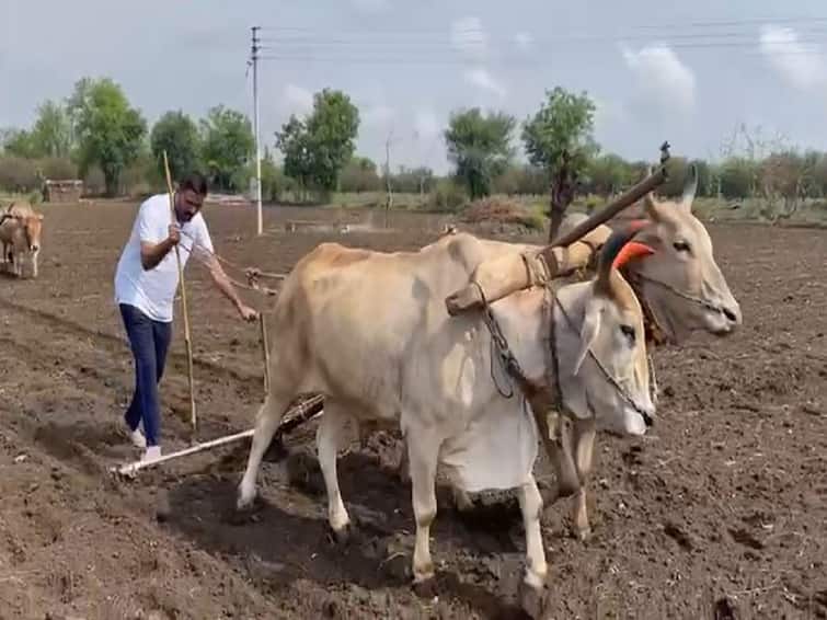 Morshi Assembly constituency MLA Devendra Bhuyar is sowing  Devendra bhuyar : पहिली शेती, नंतर समाजकारण राजकारण, आमदार देवेंद्र भुयार थेट पेरणीच्या औतावर 