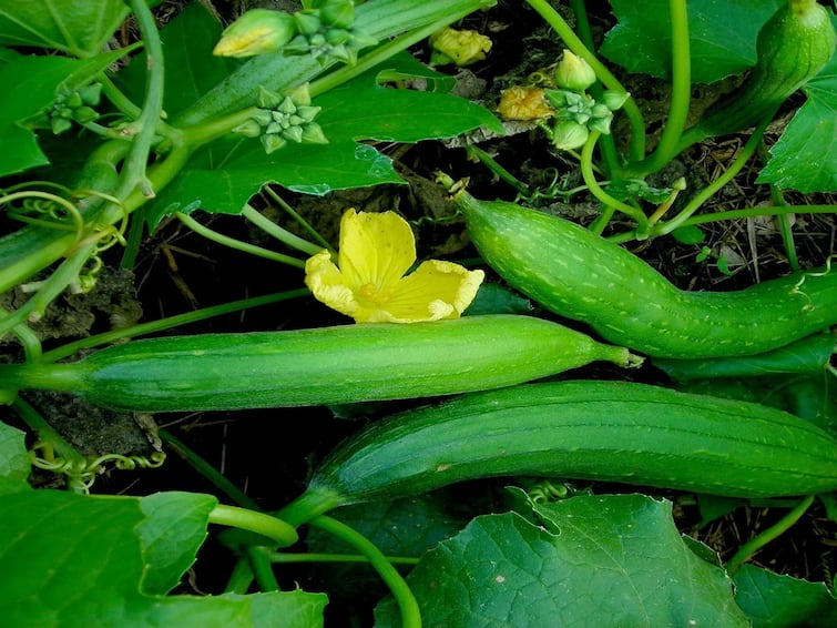 Agriculture News: Farmers can earn good profit Ridge Gourd Farming Agriculture News:  લાખોની આવક માટે કરો ગલકા-તુરિયાની સાયંટિફિક ખેતી, જાણો  બિયારણની જાત વિશે