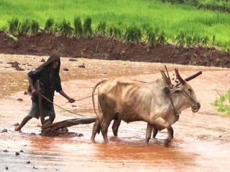 maharashtra monsoon rain heavy rains in some parts of the state Maharashtra Rain : राज्याच्या काही भागात जोरदार पाऊस, पेरणीच्या कामांना वेग