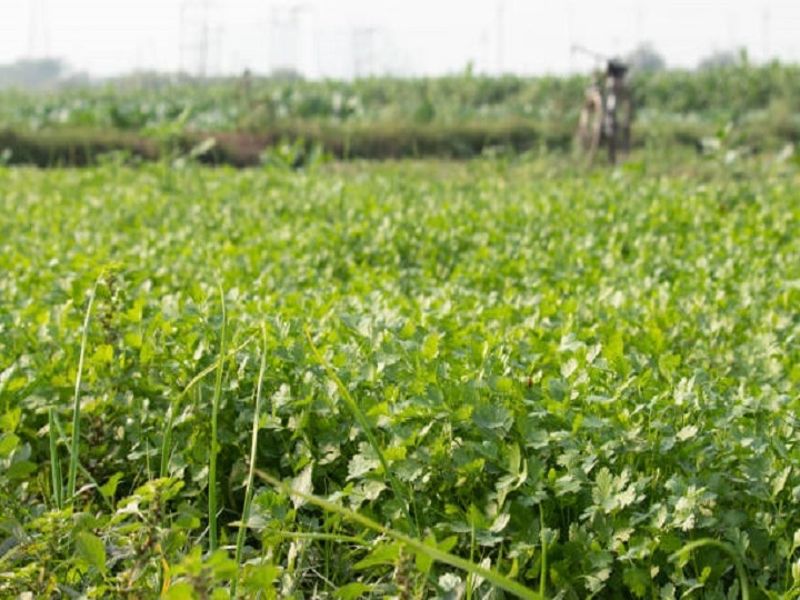 Coriander Cultivation: धनिये की खुशबू से महक उठेंगे खेत, जानें मानसून में धनिया की व्यावसायिक खेती का तरीका