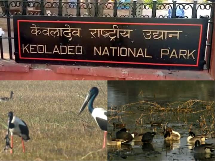 Rajasthan News Water crisis in Keoladeo National Park birds forced to move elsewhere in Bharatpur ann Bharatpur News: केवलादेव राष्ट्रीय उद्यान में पानी की किल्लत, दूसरी जगह जाने को मजबूर हुए पक्षी