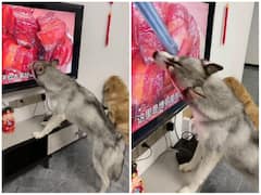 Watch: टीवी पर पसंदीदा खाना देख स्क्रीन ही चाटने लगा डॉगी, हैरान कर देगा वीडियो 