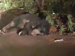 Khatima News: गर्मी के चलते सड़कों पर आ रहे जंगली जीव, हाईवे किनारे दिख रहे भालू-लेपर्ड सहित अन्य जानवर