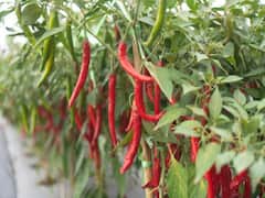 Red Chili Farming: कम खर्च में किसानों को मालामाल कर देंगी लाल मिर्च की ये 5 उन्नत किस्में, यहां जानें इनके फायदे