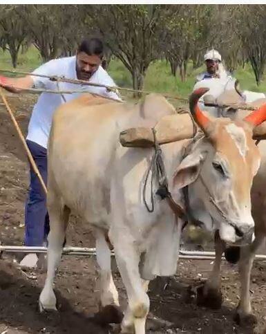 Photo : आमदार देवेंद्र भुयार थेट पेरणीच्या औतावर