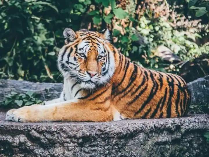 MP news All national parks will be closed from June 30, people can roam around the tiger reserve in monsoon ANN MP: 30 जून से सभी नेशनल पार्क होंगे बंद, टाइगर सफारी में भी लगेगा ताला, जानें- वजह