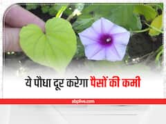Lakshmana Plant Benefit: ये पौधा घर में लाता है गुडलक और पैसा, लगाने से पहले ध्यान रखें ये दिशा