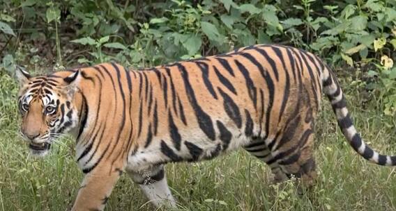 Viziyanagarm S Kota Tiger Pug marks : ఎస్ కోటలో ఆవును చంపిన పులి | ABP Desam