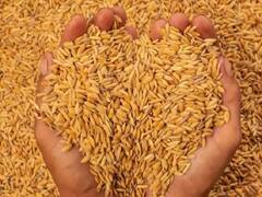 Durg News: दुर्ग में किसानों के सामने खाद और बीज का संकट, पिछड़ सकती है धान की फसल, जानिए क्या बोले किसान