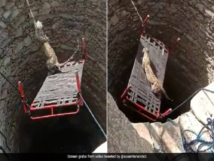 Leopard Gets Rescued From Open Well Using Mohenjo Daro Harappan Technology Watch Video: கட்டில் கயிறும்.. மொகஞ்சதாரோ டெக்னிக்கும்! சிறுத்தை மீட்க இப்படி ஒரு முறை!