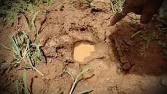 Bengal Tiger Foot Prints: లచ్చిరెడ్డిపాలెంలో పులి పాదముద్రలను గుర్తించిన అటవీ అధికారులు | ABP Desam