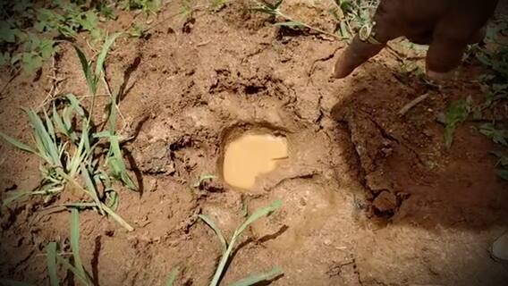 Bengal Tiger Foot Prints: లచ్చిరెడ్డిపాలెంలో పులి పాదముద్రలను గుర్తించిన అటవీ అధికారులు | ABP Desam